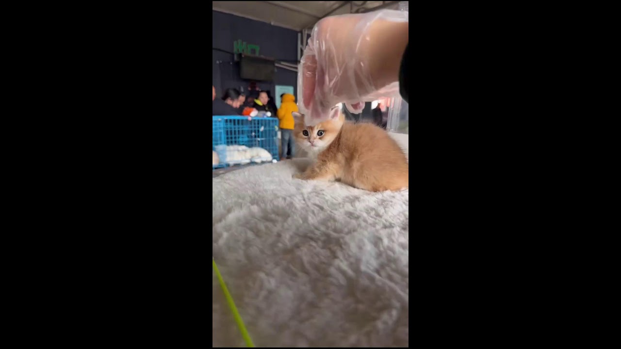 Daily Cat Market Stream | Loud Ambient Audio | Immersive POV | Subscribe Alert