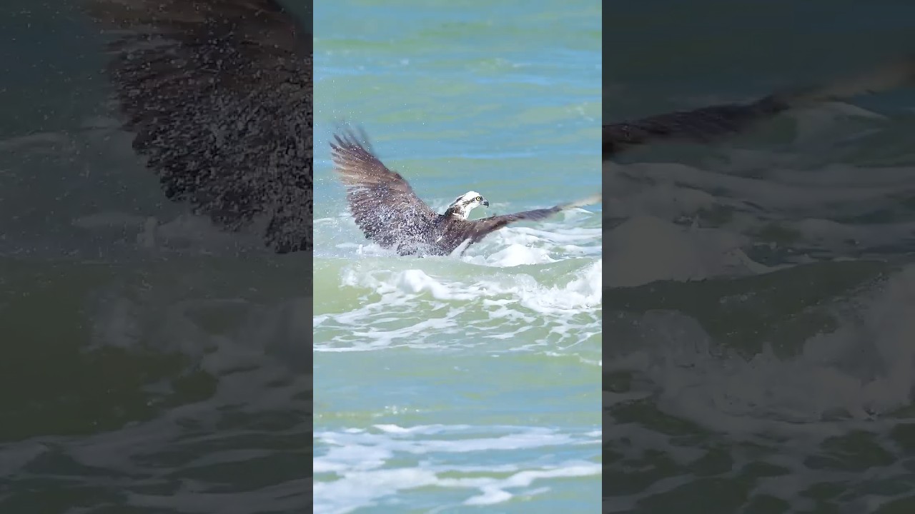 Osprey Dive & Fly with Fish  #birdofprey #birds #wildlife #ospreys