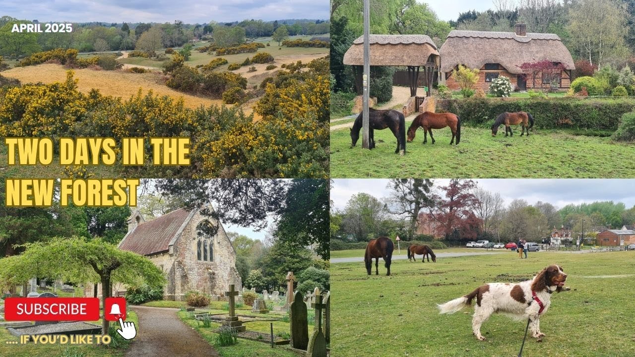 Two days in THE NEW FOREST