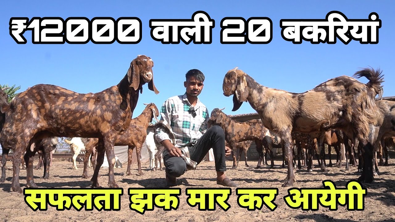 क्या होगा अगर बाड़े में 20 बकरियां ऐसी आ जाए तो | 22 saal ke pankaj toshik ki farming wali goat