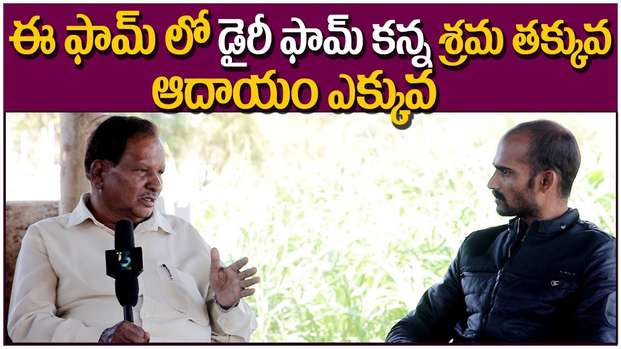 Best business in Calves Rearing Farming || High profit , Demand business  in Calves Rearing Farming