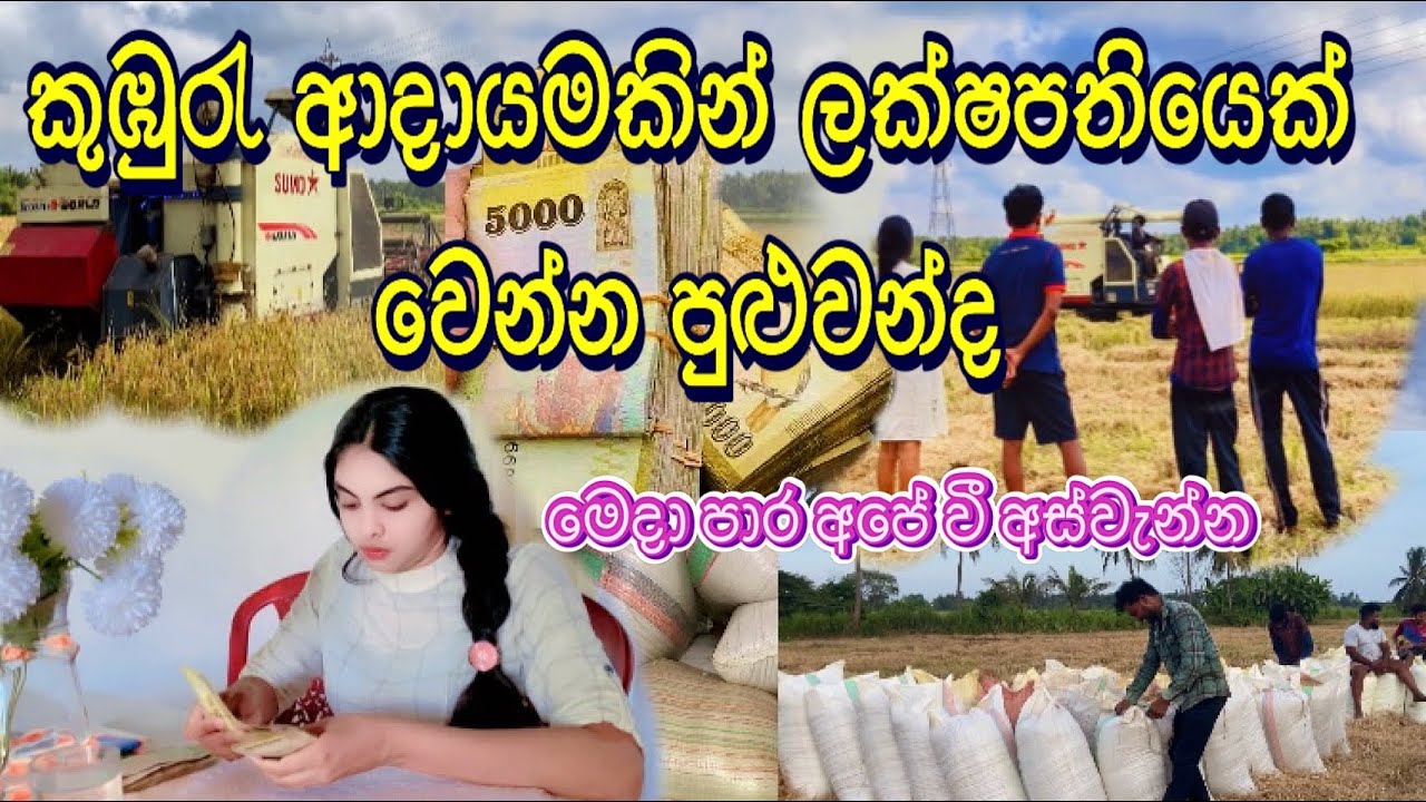 🌾🤭අපේ කුඹුරැ අදායමෙන්💵අපි මොකද කරන්නේ ගොවිතැන් නිසාද මේ හැමදේම #viralvideo  #heartofthevillage