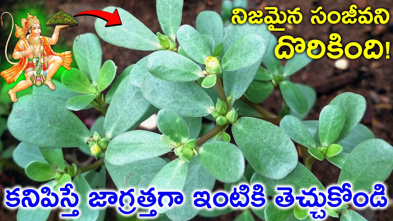 ఈ మొక్క ఎక్కడైనా కనిపిస్తే జాగ్రత్తగా ఇంటికి తెచ్చుకోండి బంగారం కంటే విలువైనది..