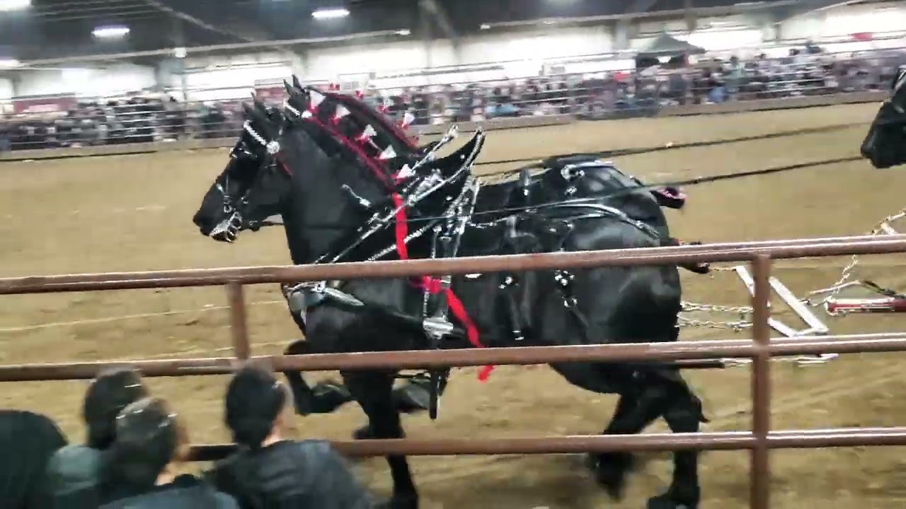 Percheron 6 horse hitch. Red Oak Percherons at 2022 Gordyville Draft horse sale