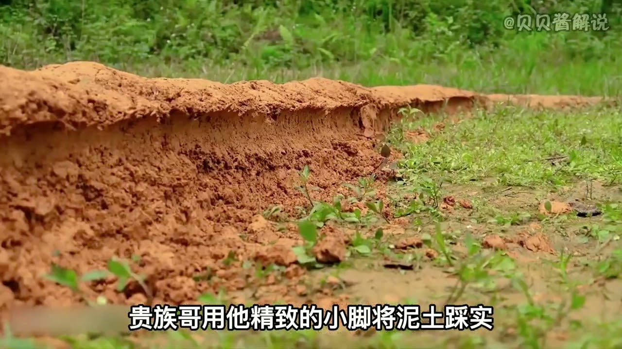 野外生存小哥，在荒野徒手开垦水稻田，成功制作排水管，太强了！