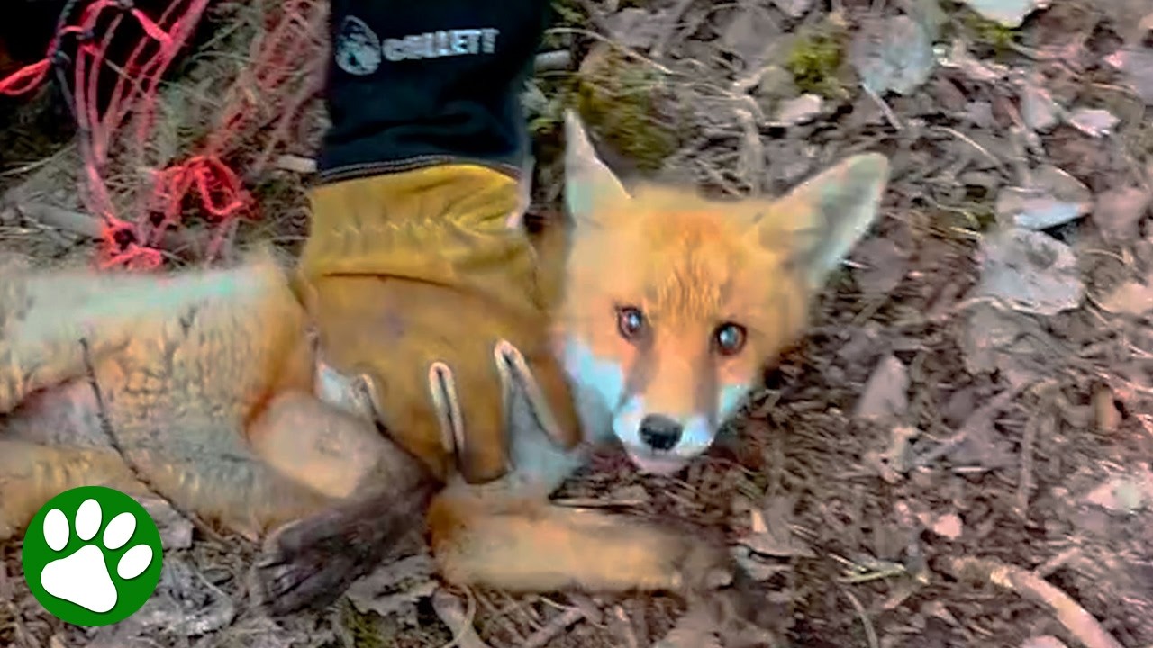Baby Fox Freed After Getting Tangled in a Net ❤️