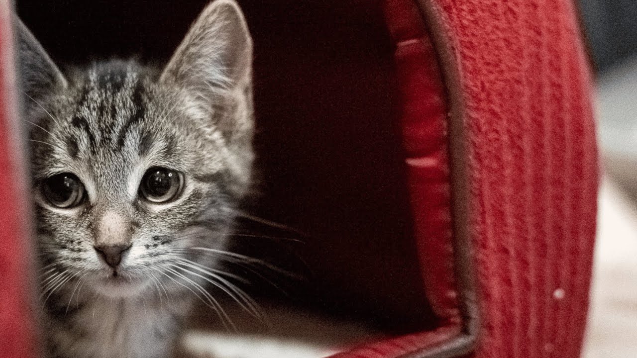Humans Always Find a Way to Let You Down. (Daizy's Story)