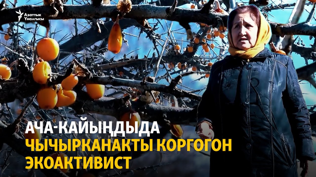 Ача-Кайыңдыда чычырканакты коргогон активист