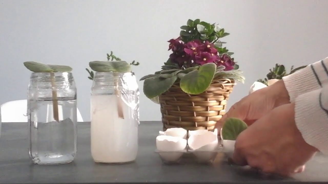 VIOLETA 🌺 3 Ideias FÁCEIS Para FAZER MUDAS / Como Fazer Mudas de Violetas Fácil