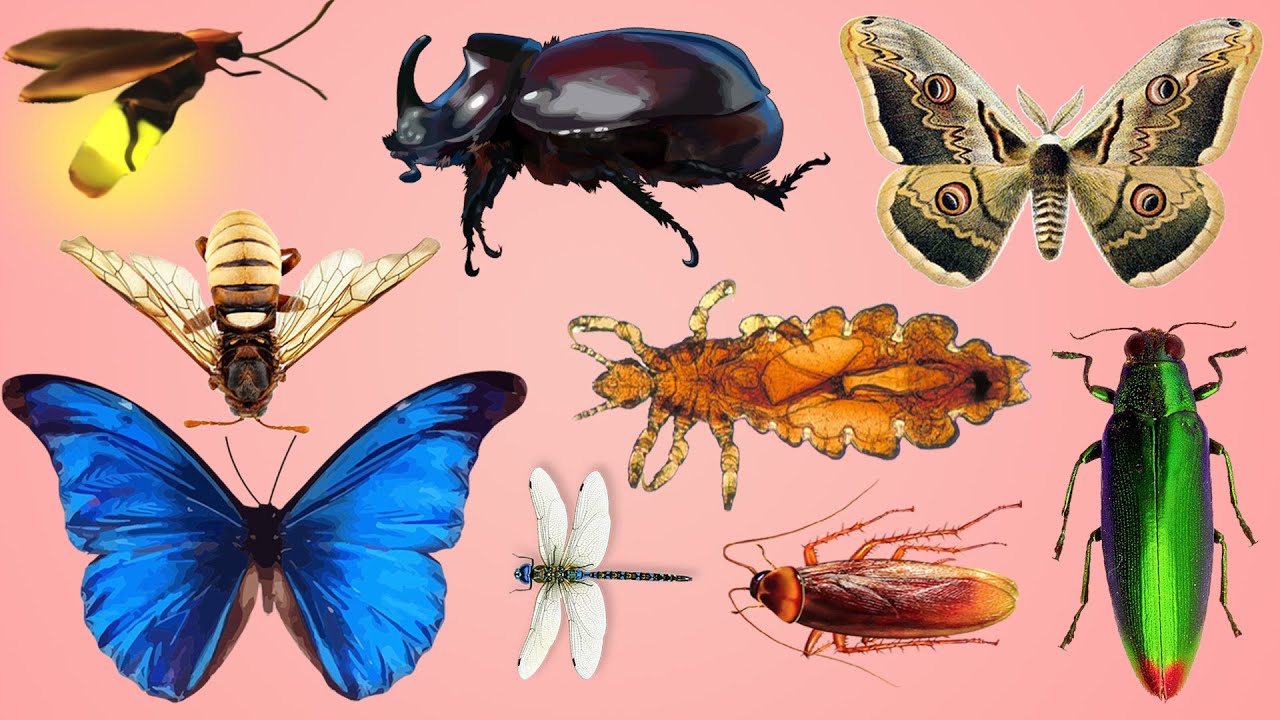 Easy English Insect Names FOR EVERYONE