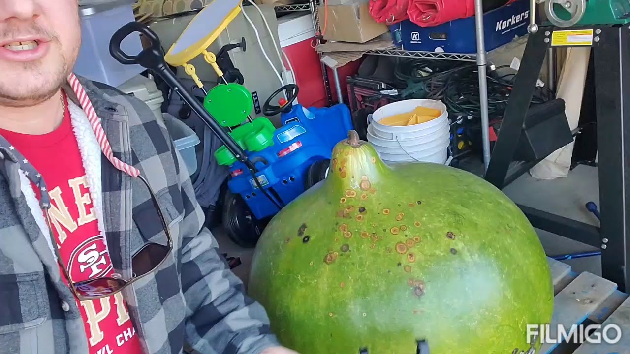 Giant bushel gourd harvest.