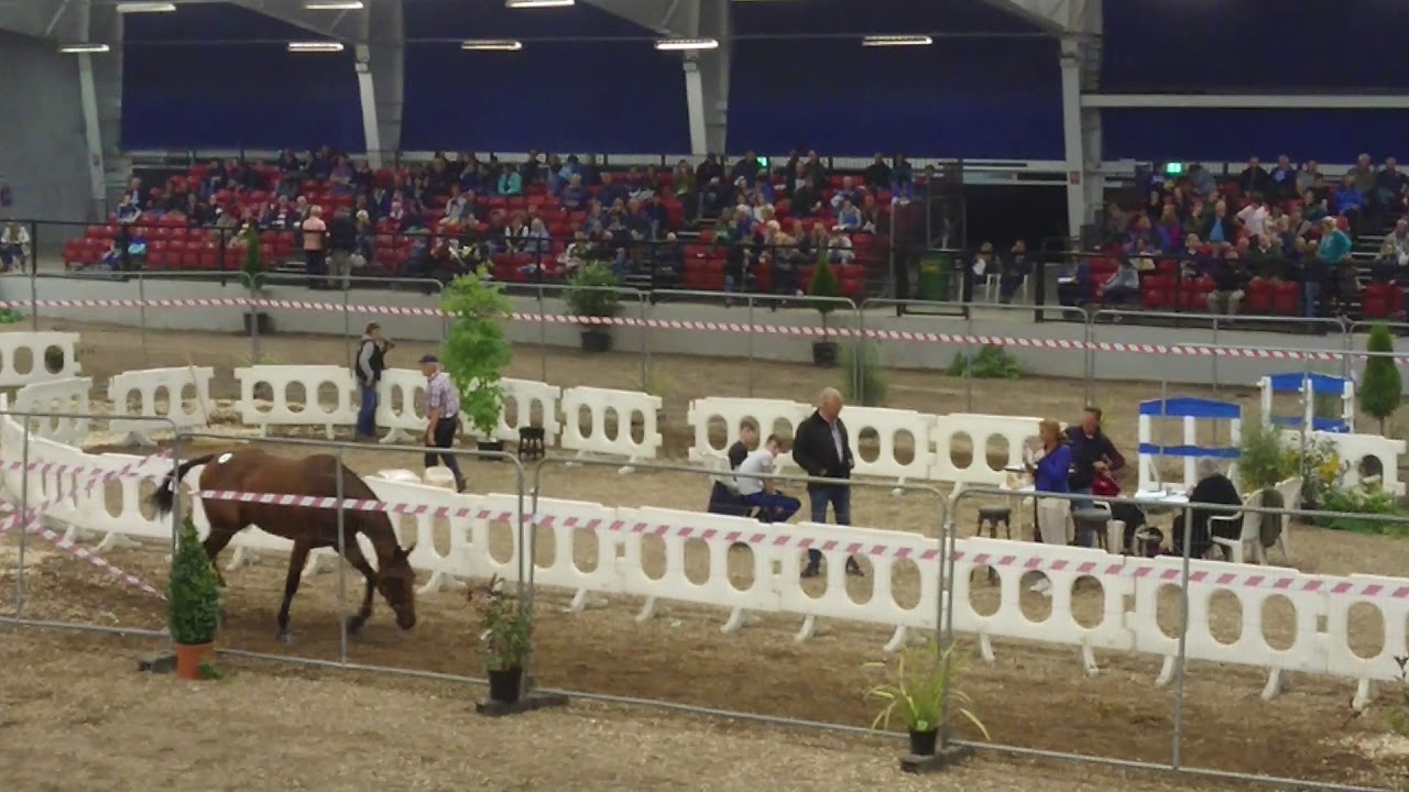 Reenmore Riley Millstreet Young Irelander
