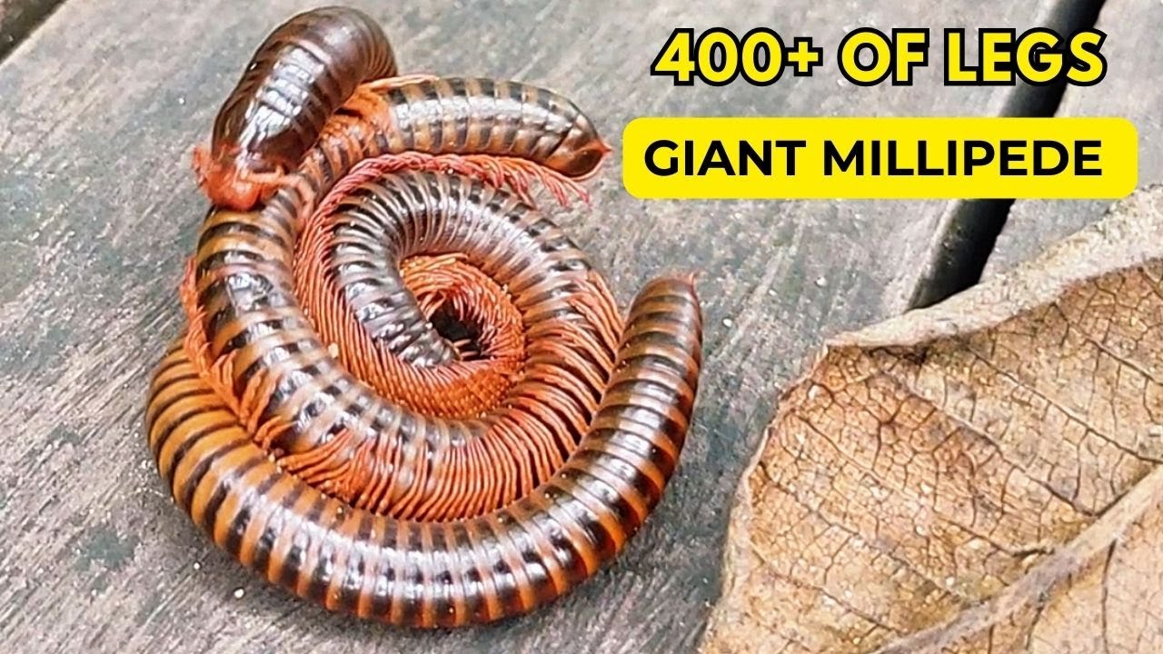 Hundreds of Giant Millipedes Crawling After Rain | Incredible Close Up Nature Footage