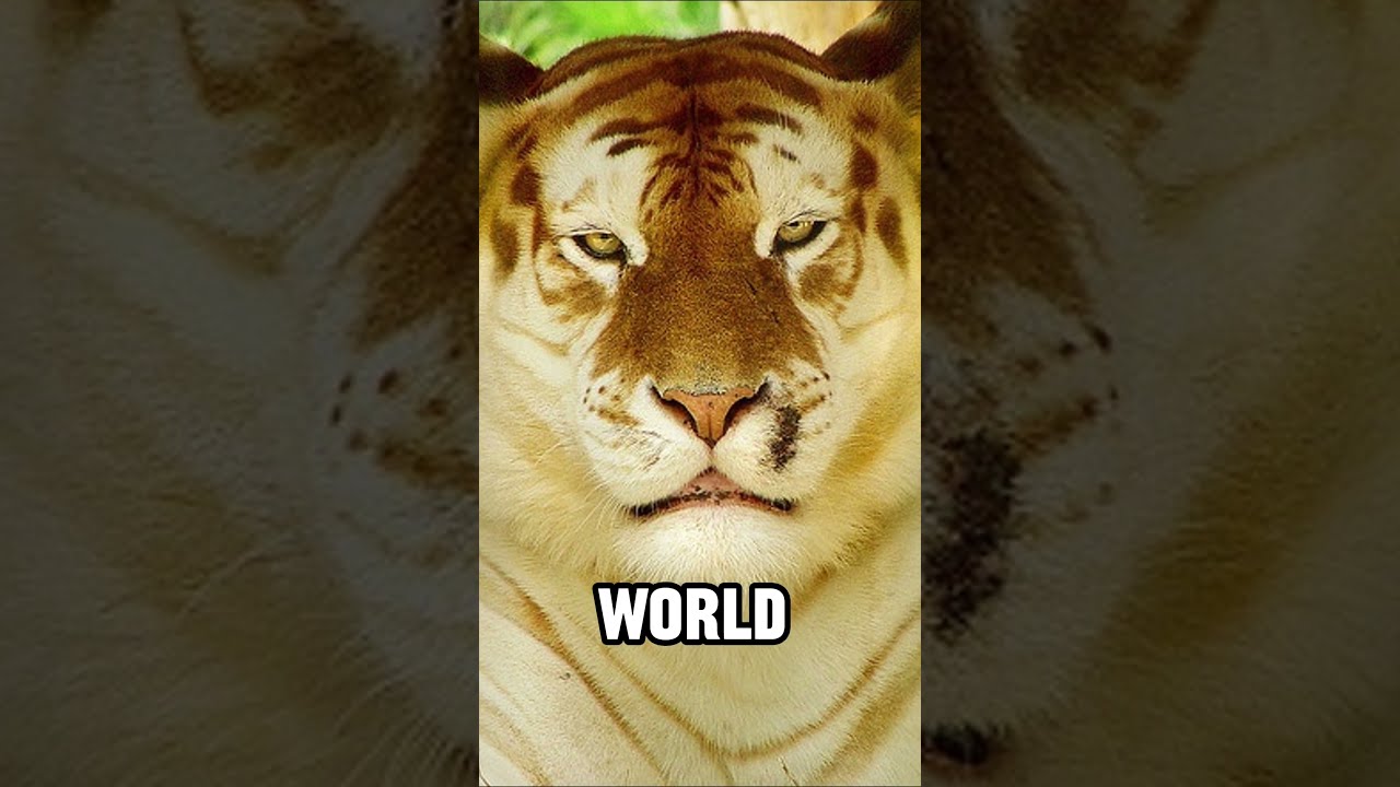 The Golden Tiger Is Rare 🐯