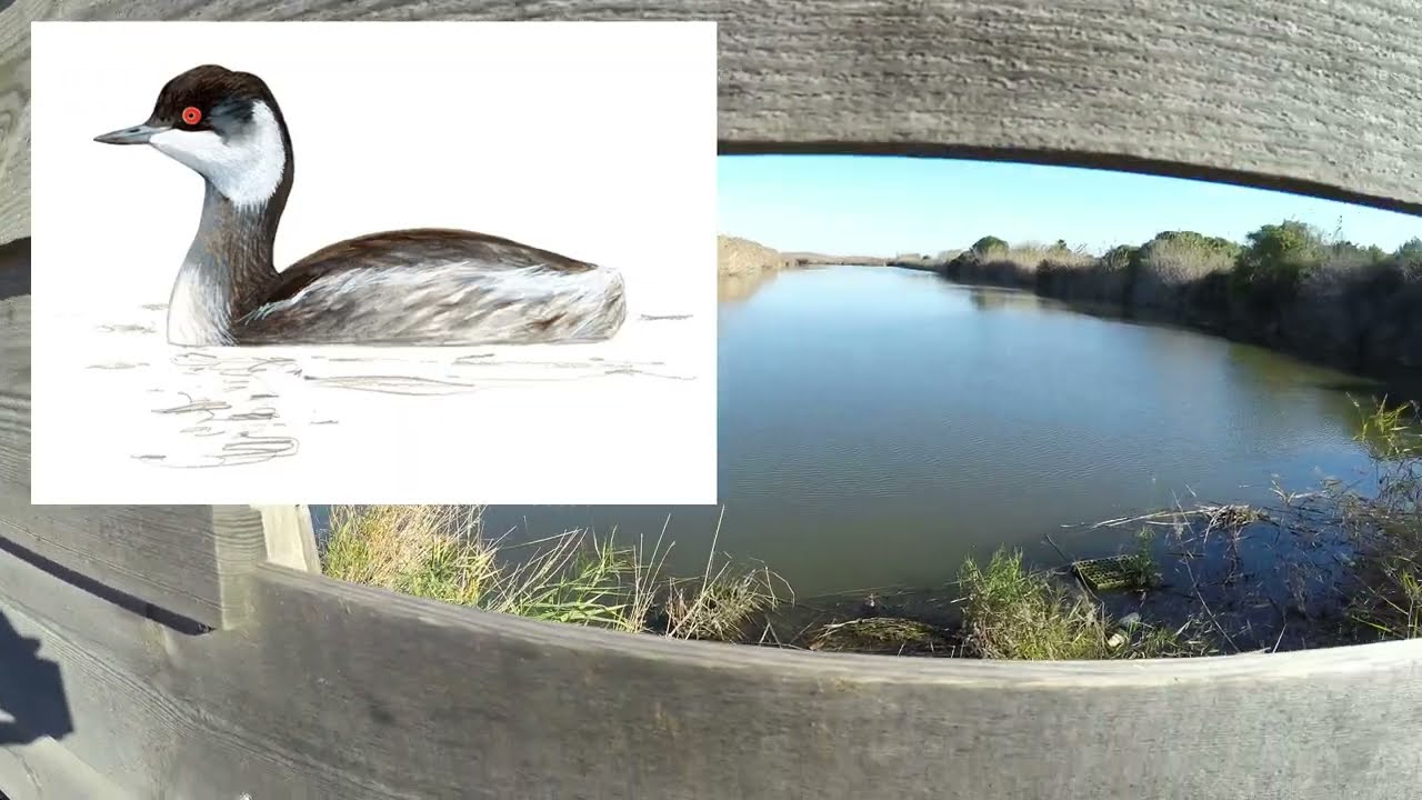 Observando aves en los Espais Naturals del Delta del Lobregat con la tropa.