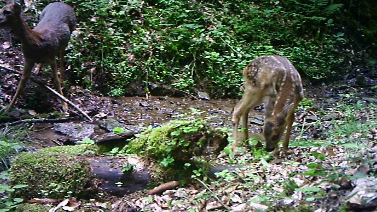 Roe Deer mother with fawn