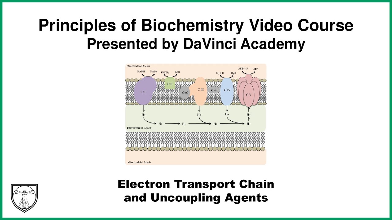 Electron Transport Chain and Uncoupling Agents  [Metabolism 3 of 21]