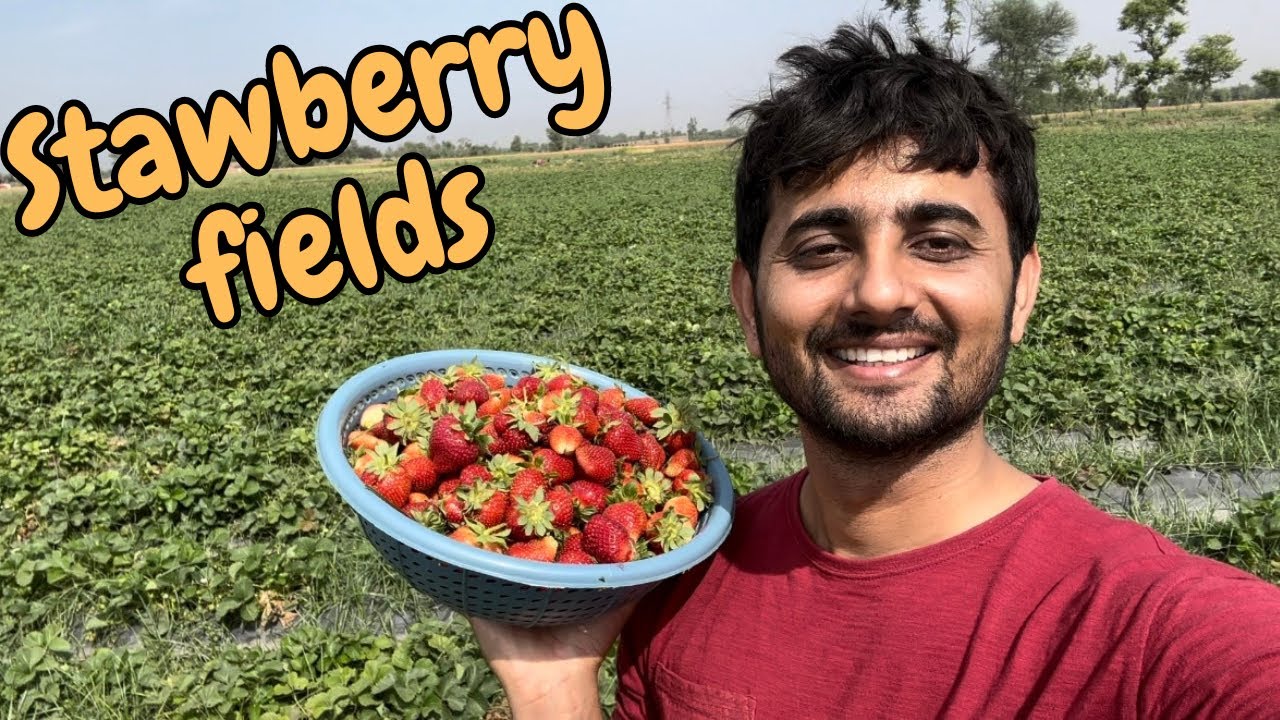 Stawberry torny gaye 😀| Stawberry fields in our city ✌️| Shoday Showbaz 👨&zwj;👨&zwj;👧&zwj;👦