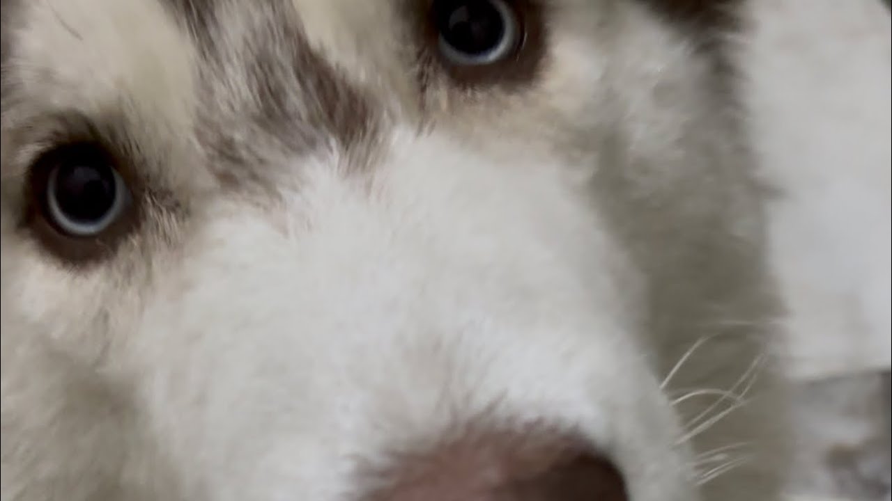 Husky dogs are very active 