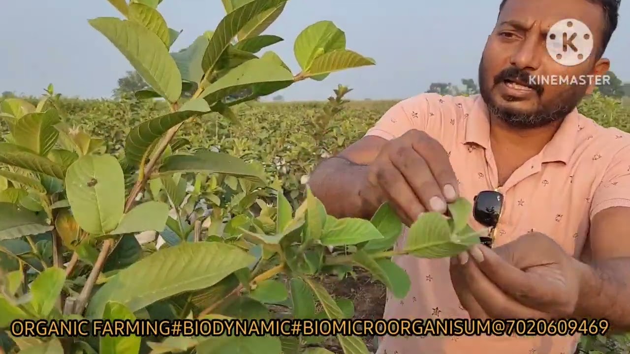 पेरू शेंडे खुडणी तंत्र व सुष्म-अन्नद्रव्य व्यवस्थापन @7020609469 LEAFGROWS ORGANICS