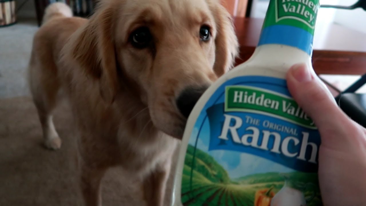🐕 Service Dog Makes Hilarious Mistake! 😂 (7/6/17)