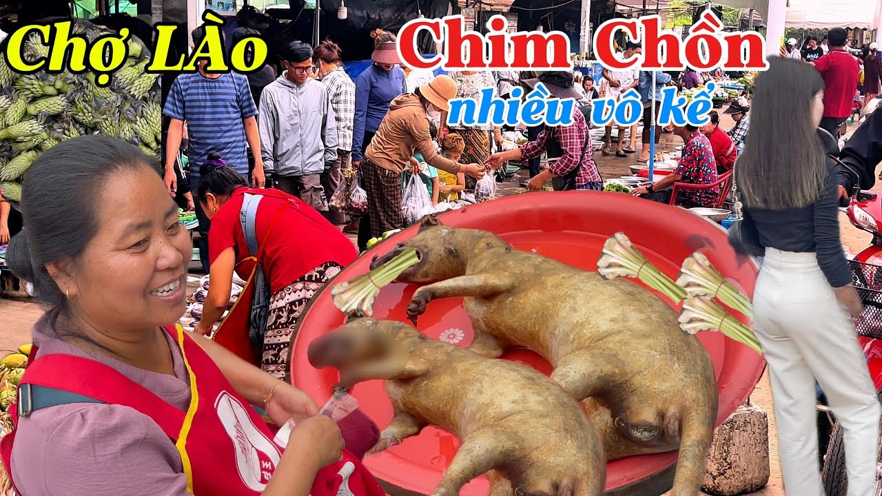 Đặc sản chợ trời Loung Pha Bang Lào bày bán Chim CHỒ.N nhiều vô số kể