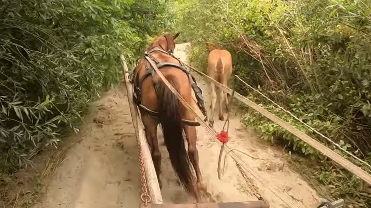КОБИЛА НА ПРОДАЖУ 💵/ЩИРА КОБИЛА🐎/ВОЗИМО ПІСОК МАРІЧКОЮ/РОБОТА 💯