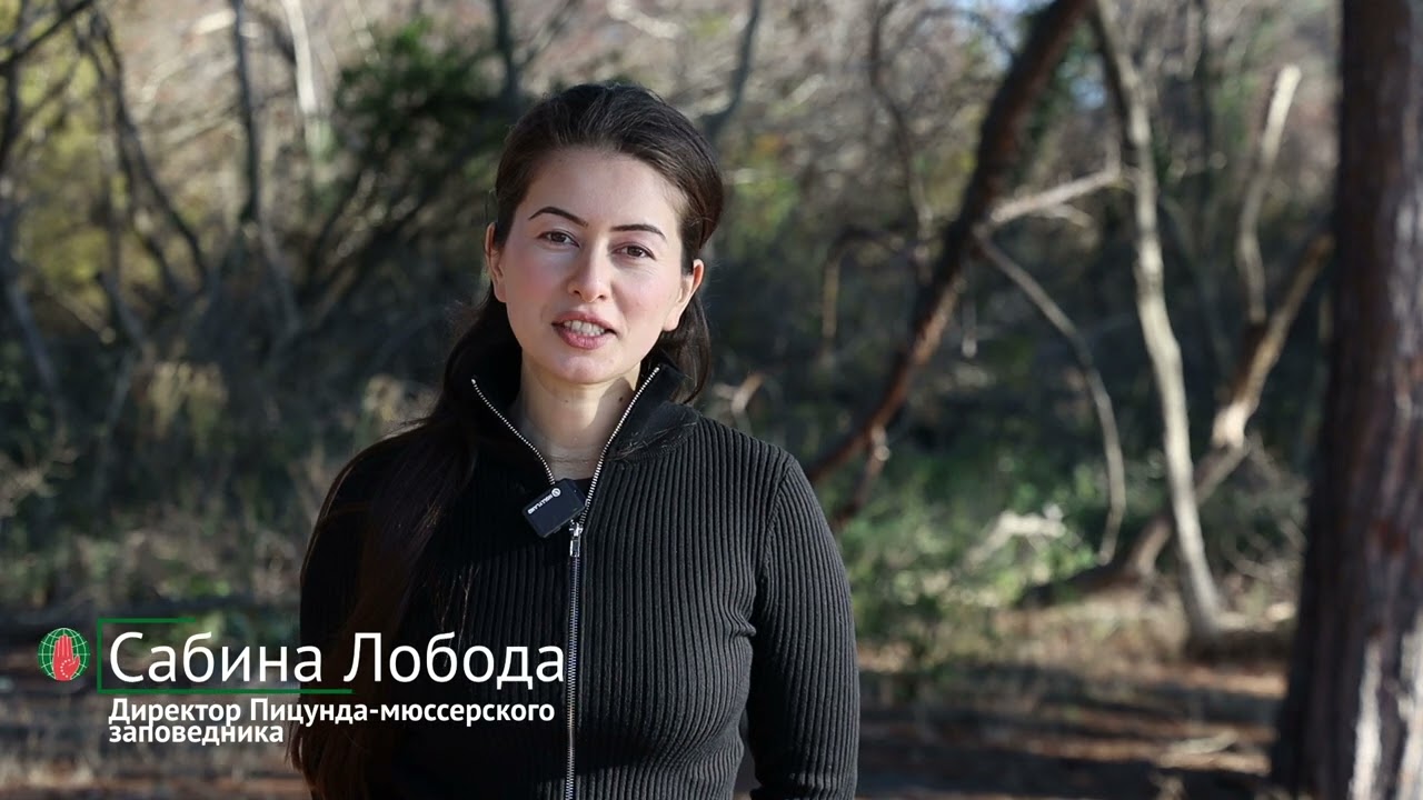 Возрождение абхазского самшита: ВААК продолжает проект по высадке деревьев