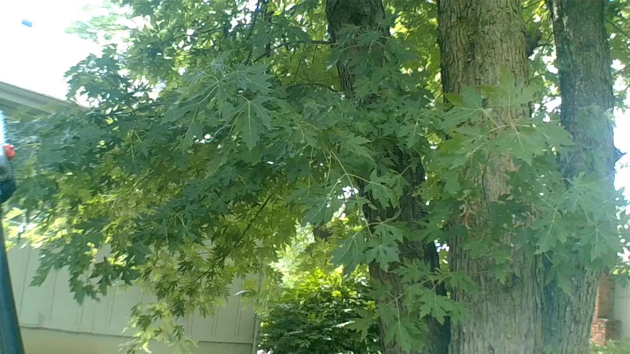 Echo PPT-2620 Pruning Overhang tree limb's. Pt-1