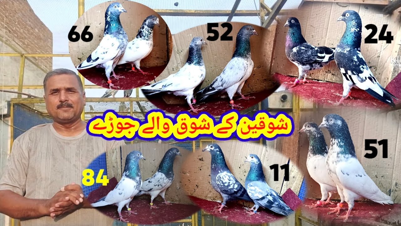 Khas pigeon pairs sub yes