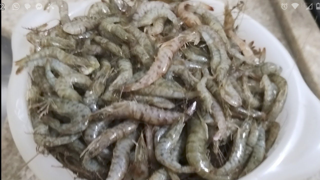 @Arrasto de camarão 🦐 na lagoa de Araruama! Muito camarão gigante!