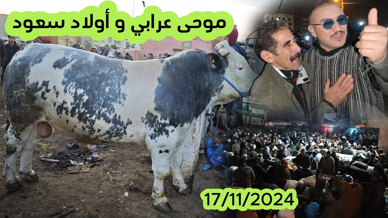 موحى عرابي وأولاد سعود من #سوق خريبكة ولاد عبدون 17/11/2024#المواشي #عجول #المغرب #اكسبلور  #لحم