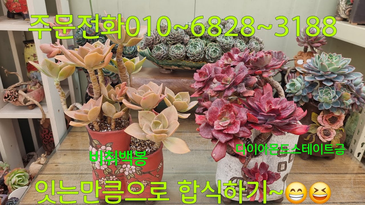 (26.2.12.목)💞판매완료💞2%로 부족한 합식해요~😁😆