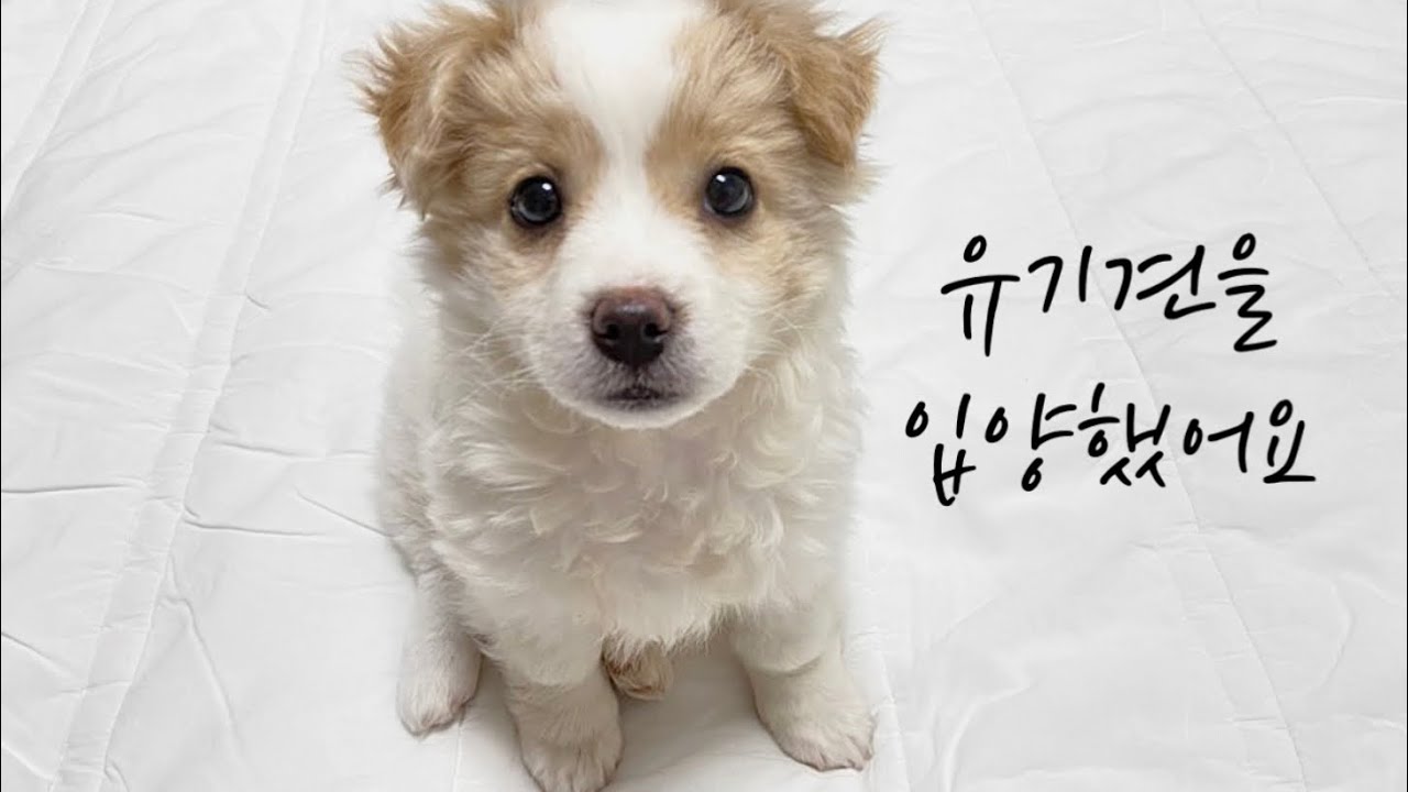 새로운 가족이 생겼어요 | 유기견입양 | 사지말고입양하세요