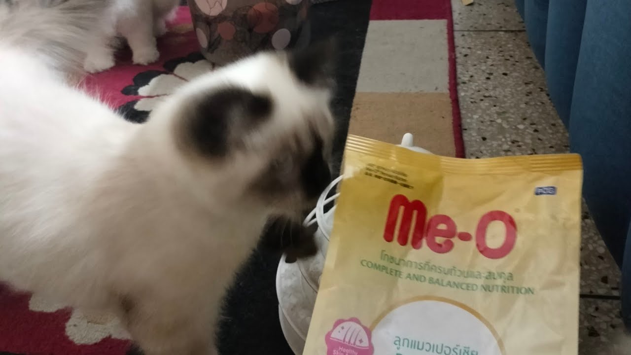 Kashi The Cat