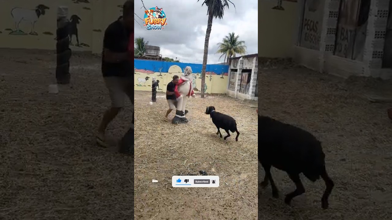 Crazy Goat Energy You Can&rsquo;t Handle 🤯🐾