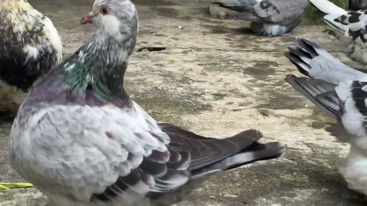 Bồ câu Mondain chim giống bên trại Bảo Minh 