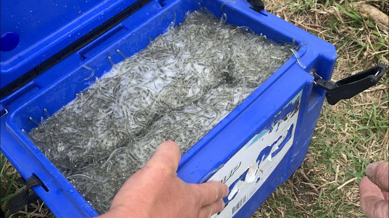 Whitebaiting at its finest🎣🐟 