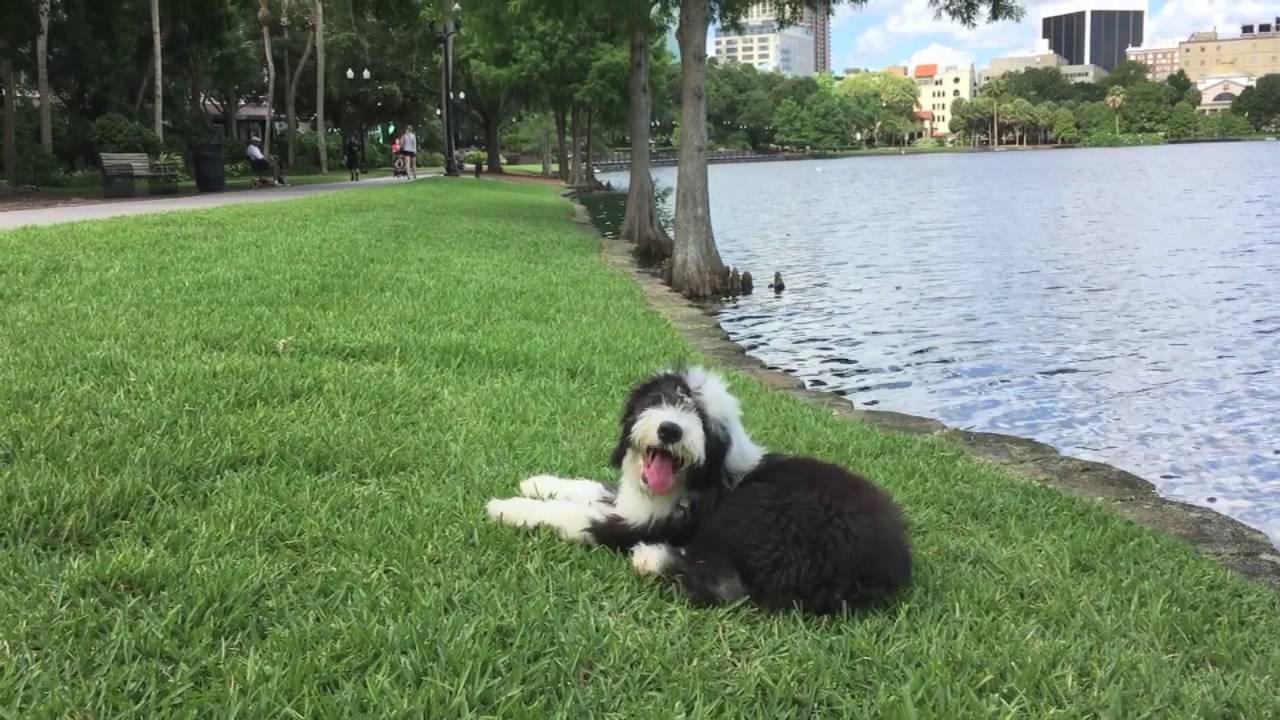 5 month old English Sheepdog 