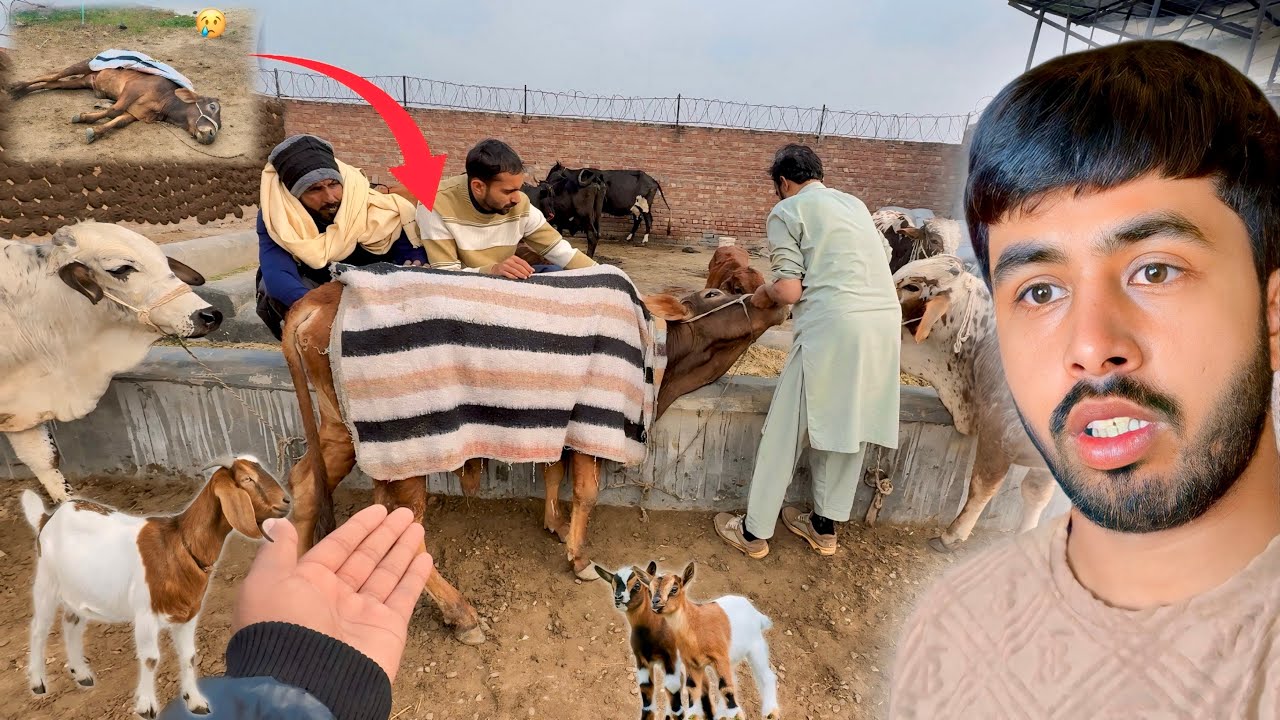 Bimar Janwar Ki Update 🐐 Goat Ne Bache Dy Diye 🐑 Zohaib Pendu 