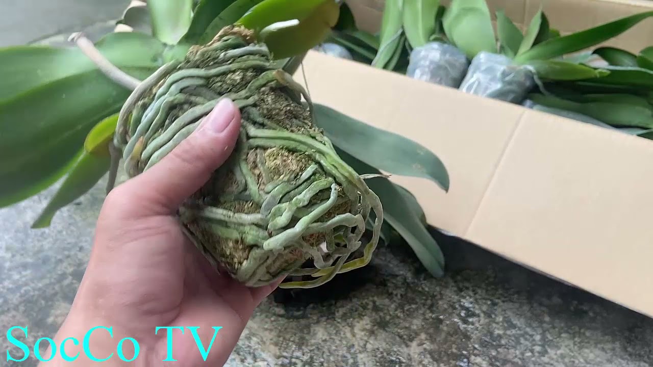 Vì Sao Trồng Lan Hồ Điệp Hay Chết Và Cách Khắc Phục Hiệu Quả Nhất!!!!!