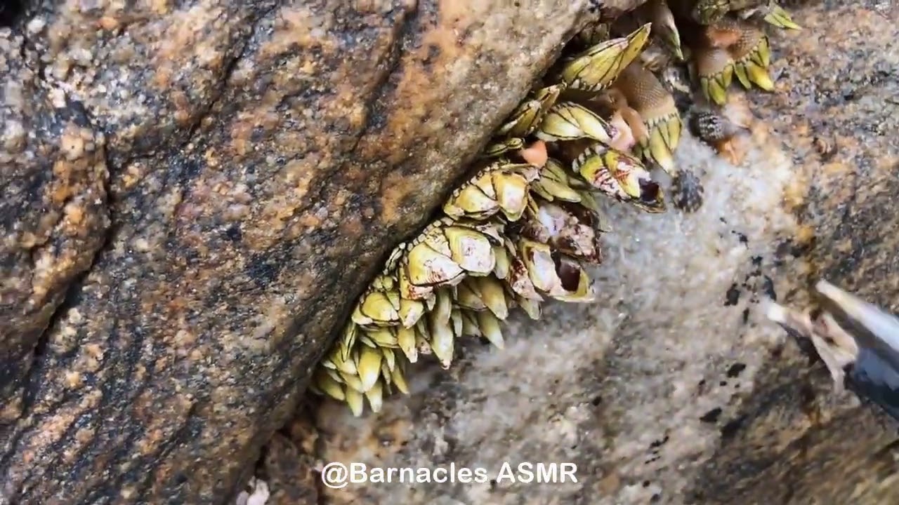 Barnacle ASMR - My daily work at sea (episode 91 )