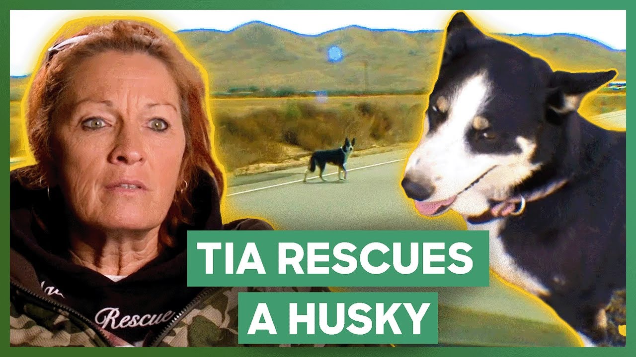 Tia Rescues A Husky Puppy On The Highway | Pit Bulls & Parolees