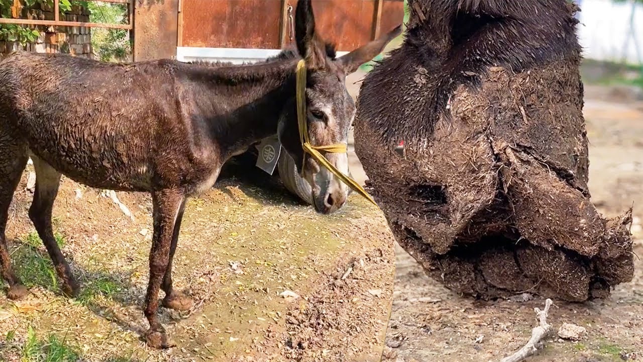 Копыта осла в серьезной беде! нижняя часть его копыта деформировалась и раскололась