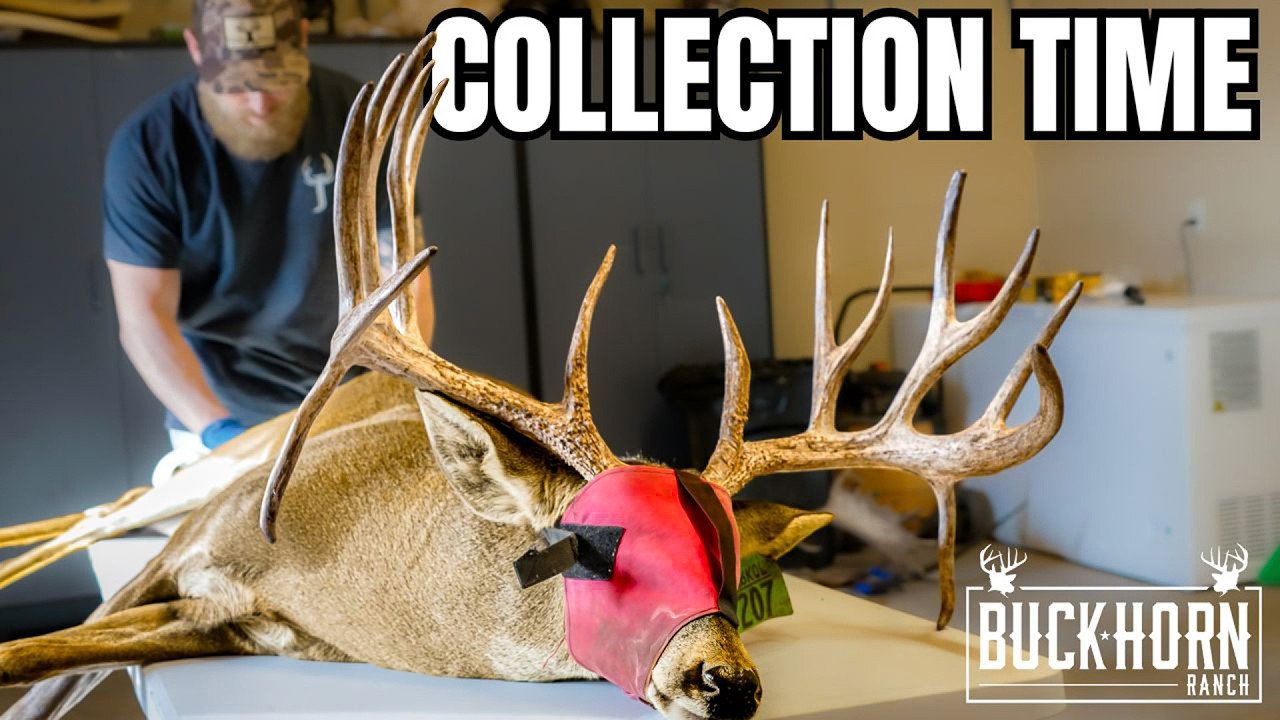 Breeding Deer To FIGHT CWD