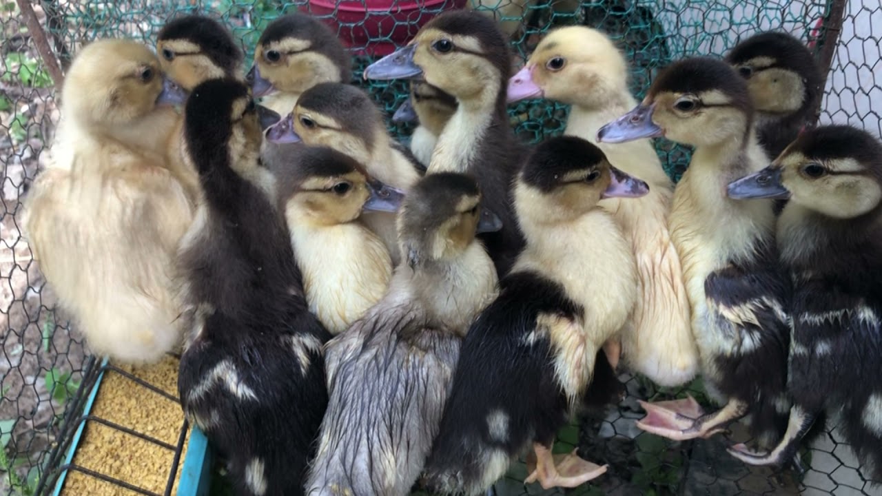 Baby ducks favourite food ! Ducklings first feed after hatching !Care of Duck | Duck Feeding
