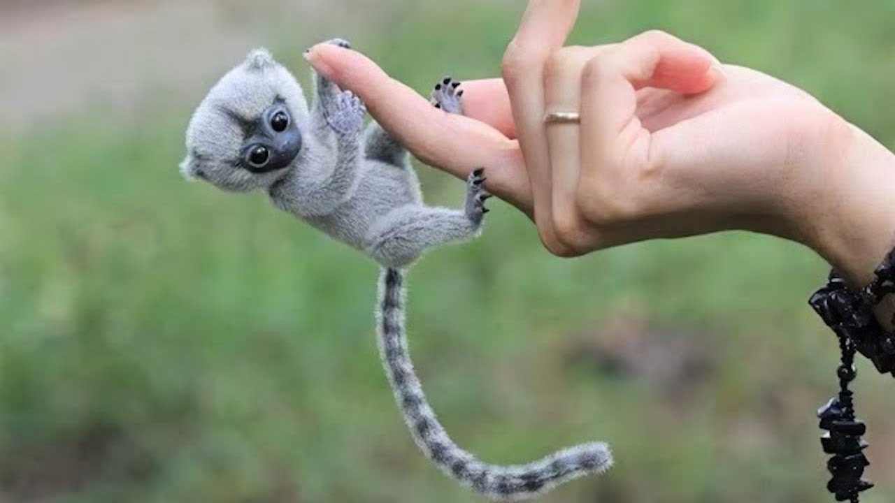 10 Süßeste exotische Tiere, die man als Haustier besitzen kann!