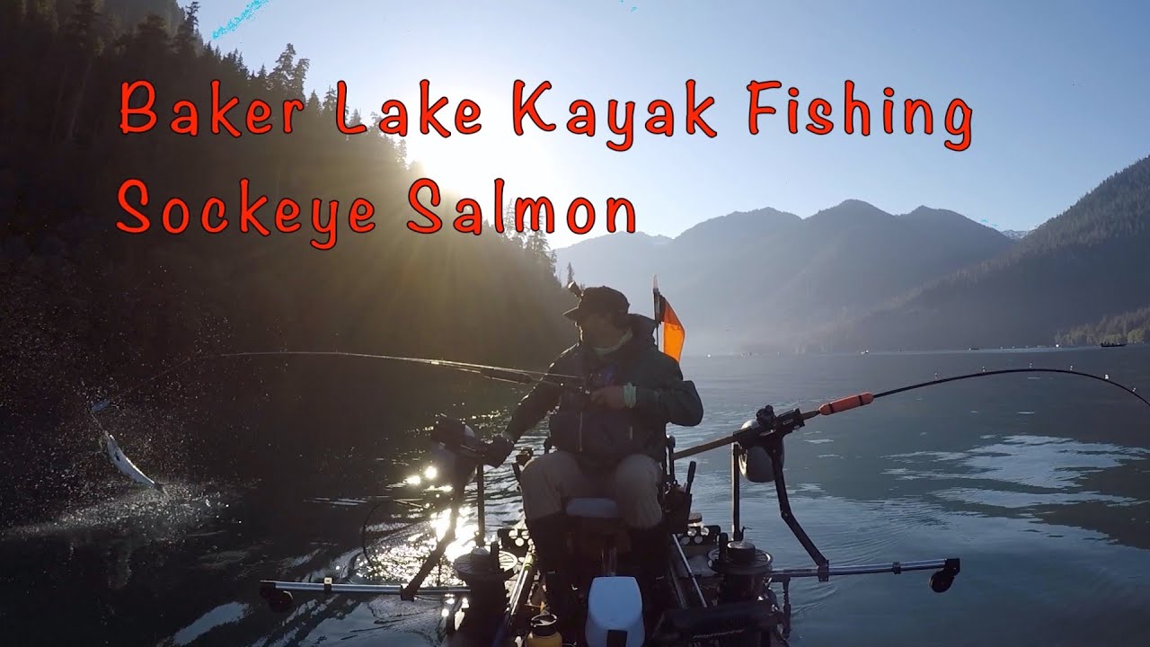 Baker Lake Sockeye Salmon On 20 July 2020