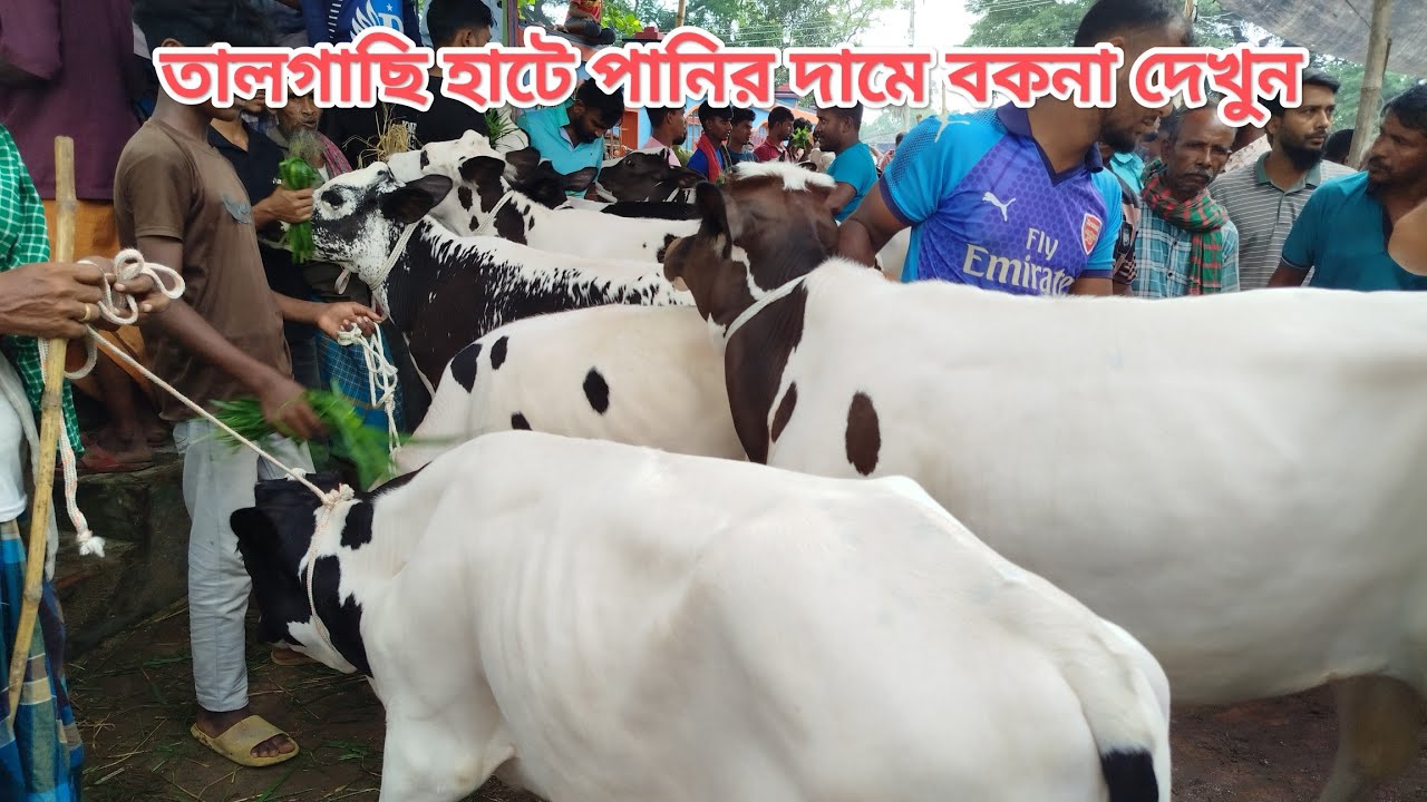 ৮ মার্চ রবিবার সিরাজগঞ্জ তালগাছি পশুর হাটে বকনার বাজার কম ব্যাপারীর মুখ থেকে শুনুন।