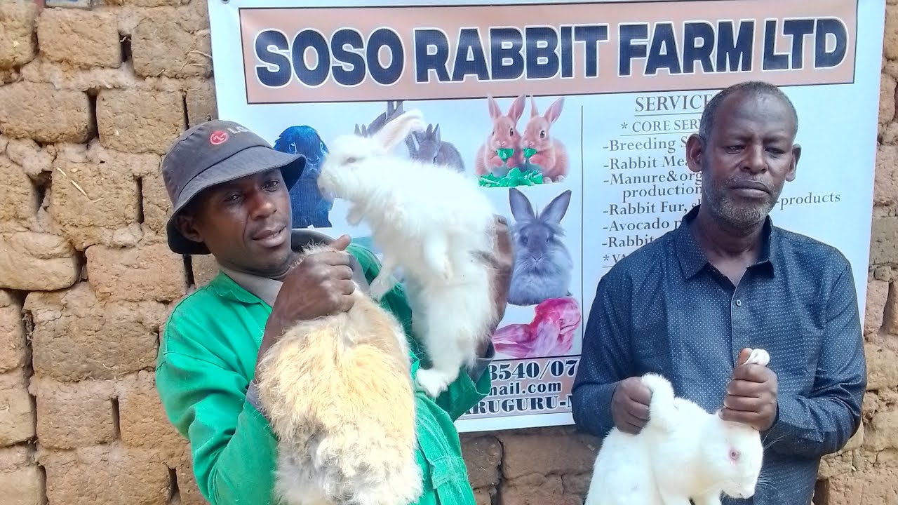SOSO RABBIT FARM LTD: Umworozi w' i Kayonza abonye inkwavu zidasanzwe aratangara!😀😀😀
